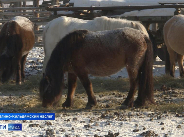 В Якутии состоится соревнование коневодов-табунщиков