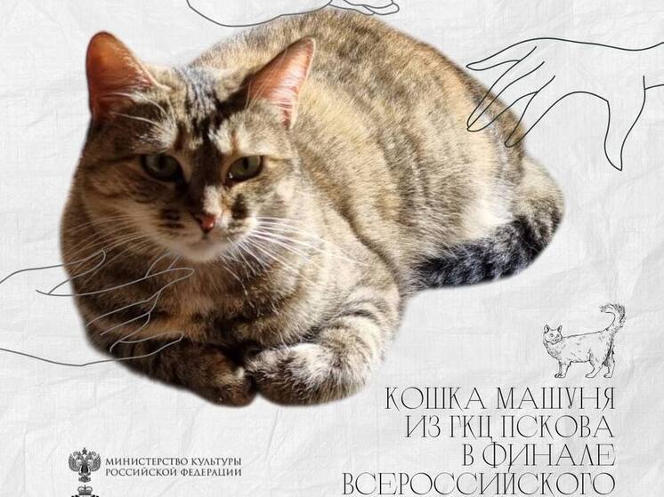 Псковская кошка Машуня прошла в финал конкурса "Хвостатые хранители 2.0"