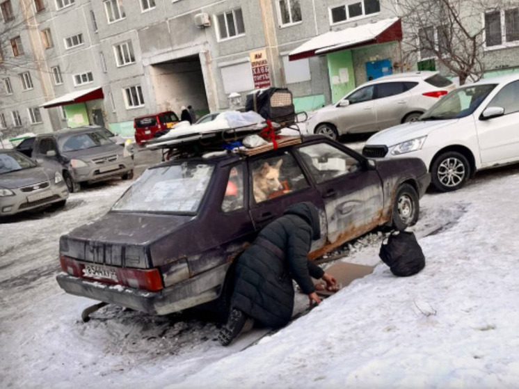 В Омске жители обеспокоены судьбой собаки, живущей в машине