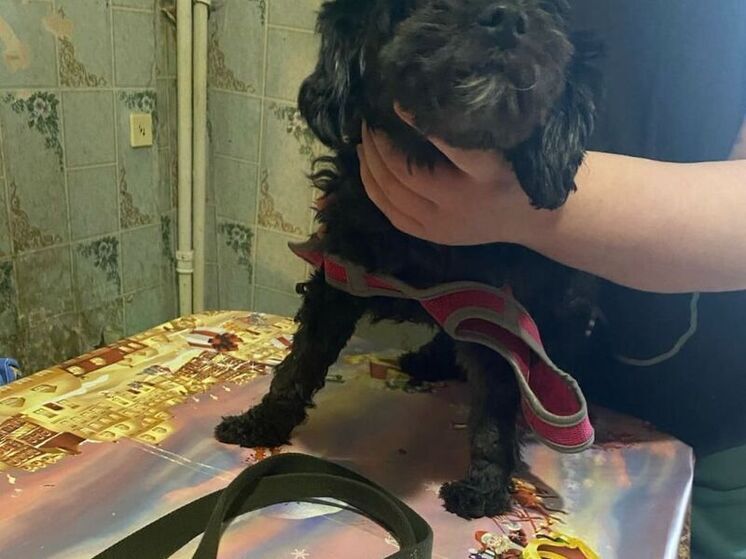 В Башкирии спасатели помогли животным, попавшим в беду