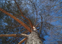 Народные приметы объясняют, чего нельзя делать в день Герасима Грачевника 17 марта.