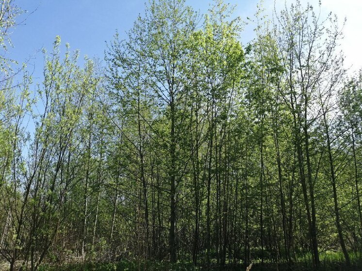 В Хакасии земли лесного фонда незаконно попали в частные руки