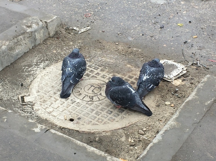 Циклоны принесли в Саратов неустойчивую погоду