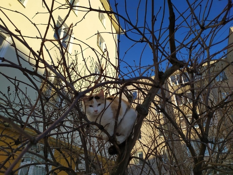 На этой неделе марта в Вологодской области ожидается зимняя погода