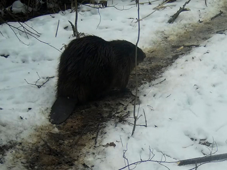 В Калужской области образовалась стабильная размножающаяся группировка бобров