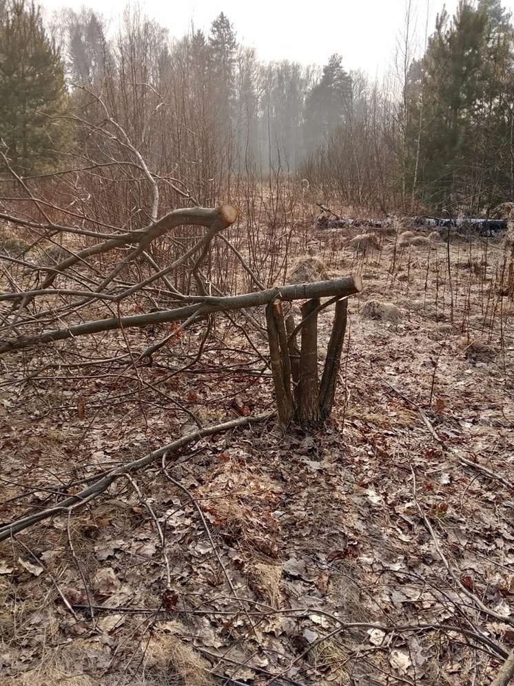  В Кольчугино незаконно срубили деревья в эко-парке