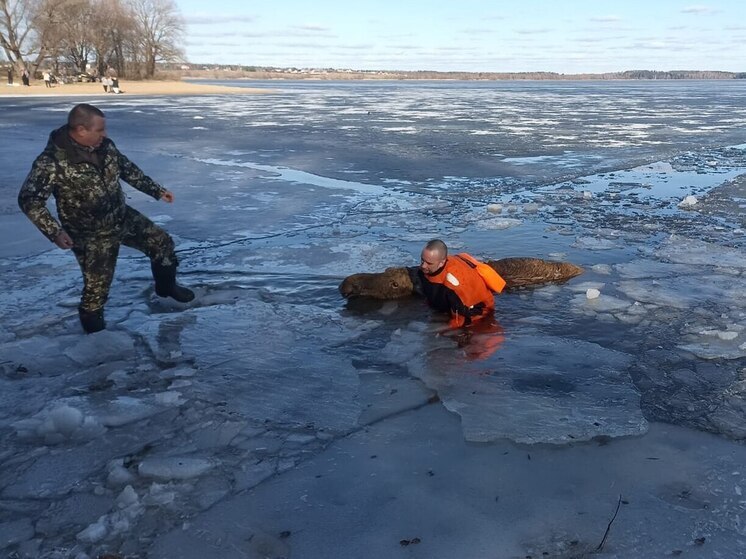 Лосиху, которая провалилась под лед, спасли в Подмосковье