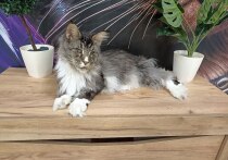 В 2022 году жительница Северной столицы приобрела кота породы мейн-кун, стоимость которого составила 36 тысяч рублей. Однако позже стало известно, что у животного обнаружено заболевание. Об этом сообщила глава Объединенной пресс-службы судов города Дарья Лебедева.
