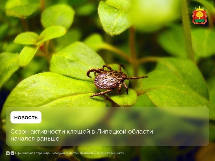 В Липецкой области за неделю зарегистрировано 33 случая укусов клещей