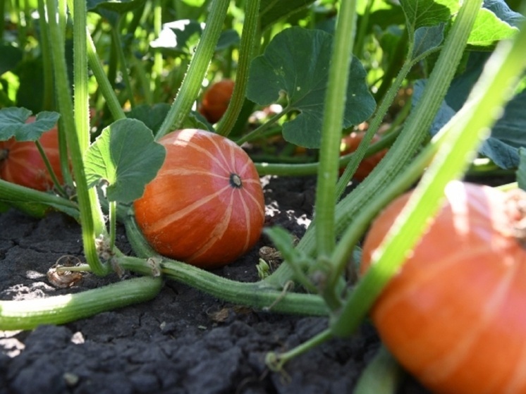 Что нельзя делать 18 марта 2025 года, в день Конона Огородника