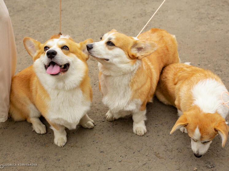 Владельцам собак будет грозить уголовная ответственность