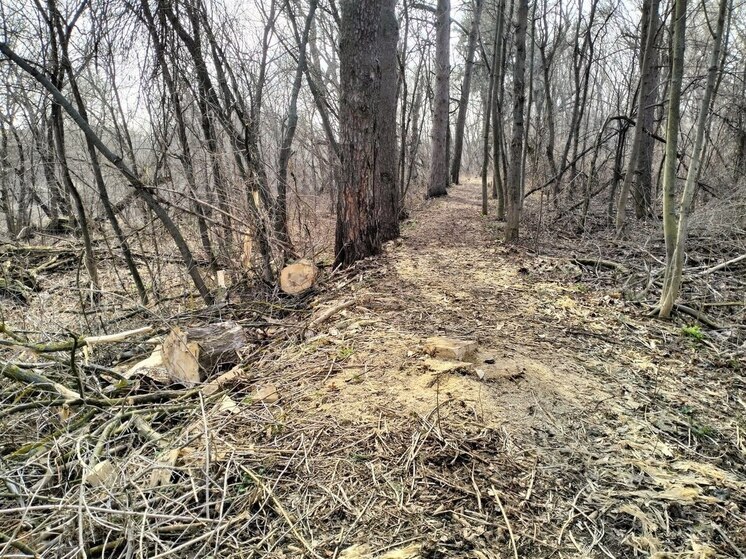 В Воронежской области выявлены факты незаконной вырубки леса