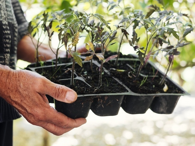 Когда садить лук, томаты, перец и цветы в апреле 2025? Лунный посевной календарь садовода и огородника