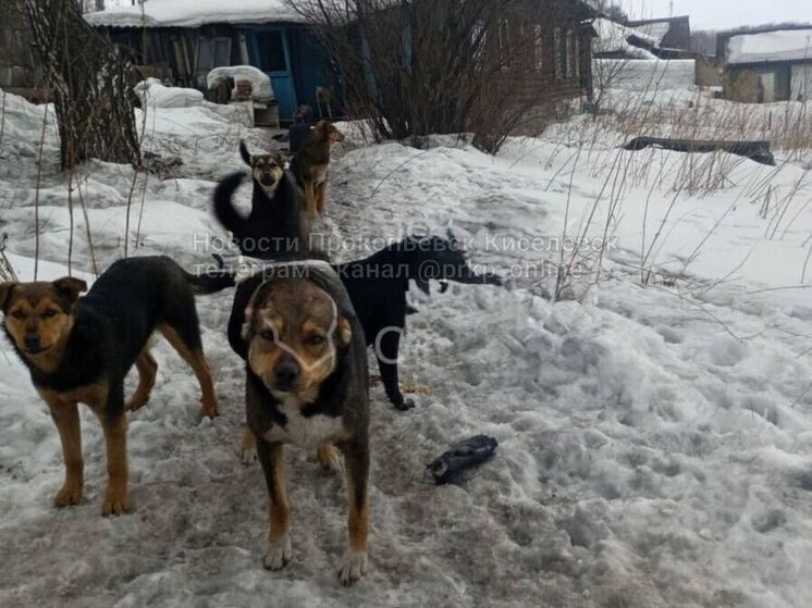 Бродячие собаки держат кузбасский город в страхе