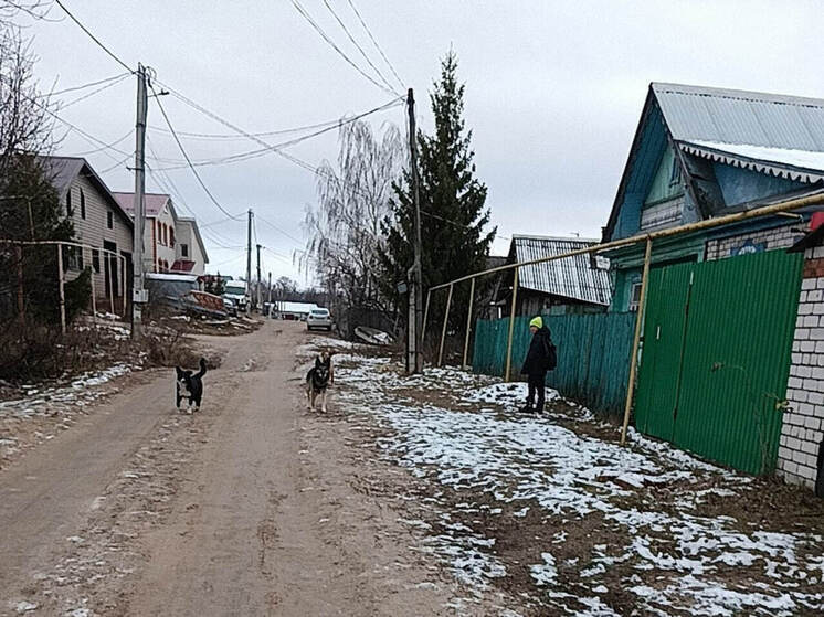 В Марий Эл повысят ответственность за нарушение правил выгула домашних животных