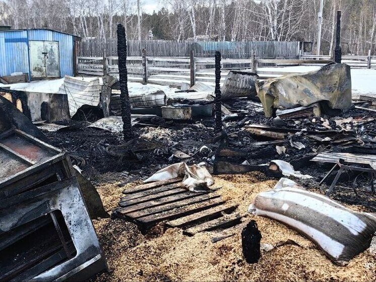 Погибшего страуса нашли после пожара в зоопитомнике Амодово под Читой