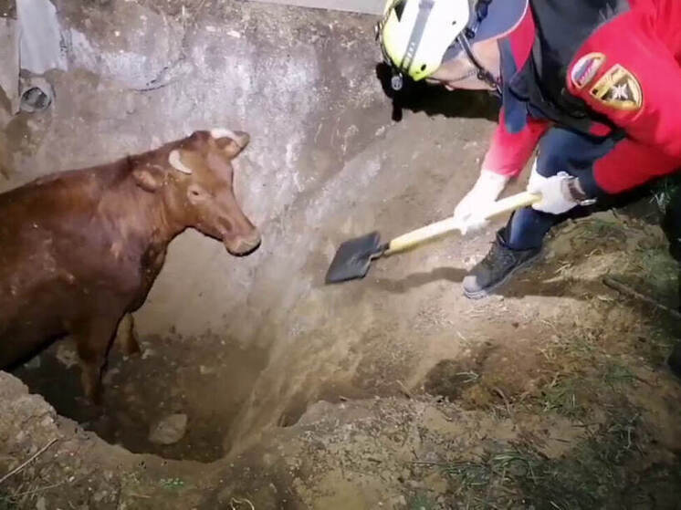 В Джанкойском районе спасатели помогли корове выбраться из ямы
