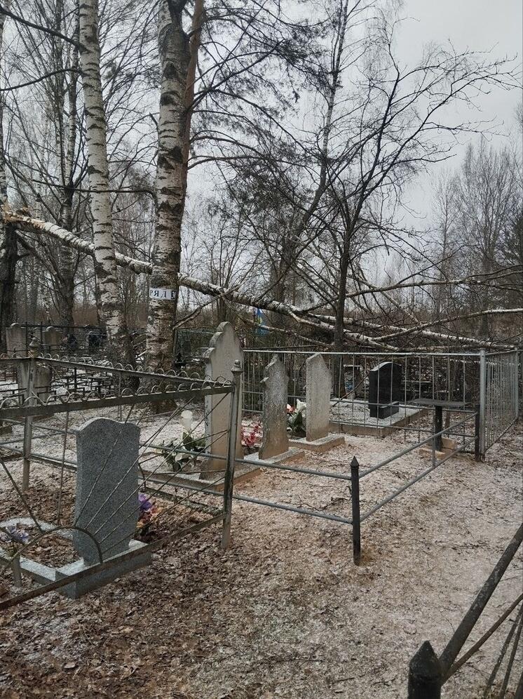 В Тверской области на кладбище упала береза