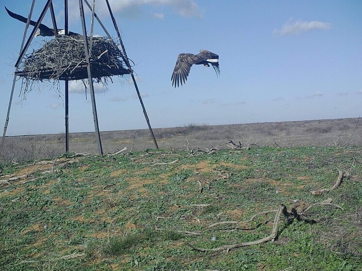 Как краснокнижные орланы-белохвосты осваивают безводную Калмыкию