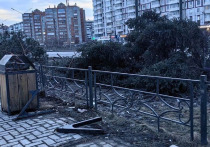 В Красноярске на улице Молокова произошло вырубка хвойных деревьев