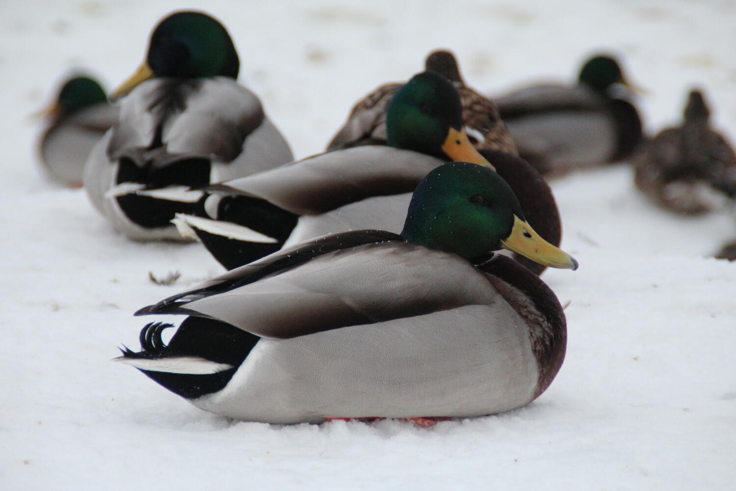 Всемирный день воды в Хабаровске: смотрим интересные фотографии городских уток 