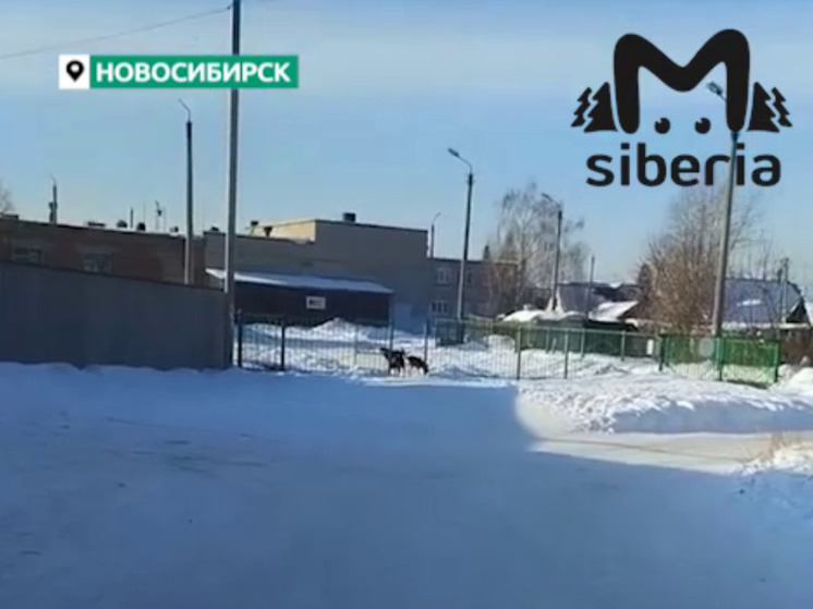 Прокуратура проверила ситуацию с безнадзорными собаками у школы в Новосибирске