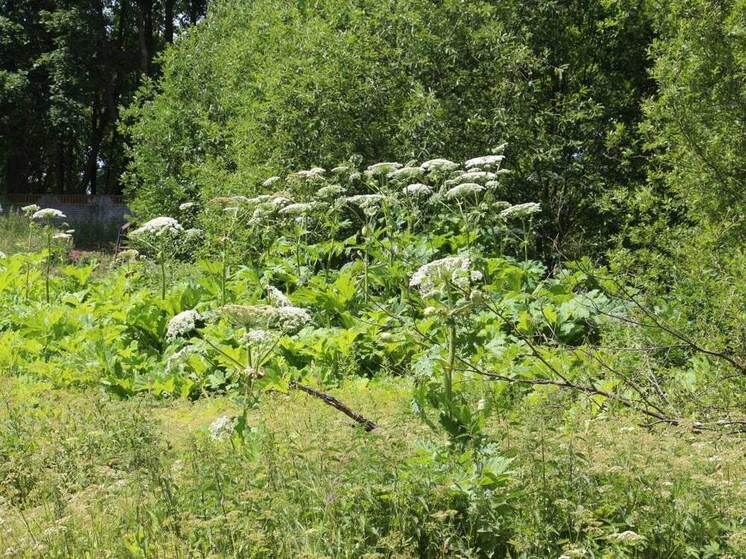 На Новгородчине химическим способом уничтожат 874,5 га борщевика Сосновского