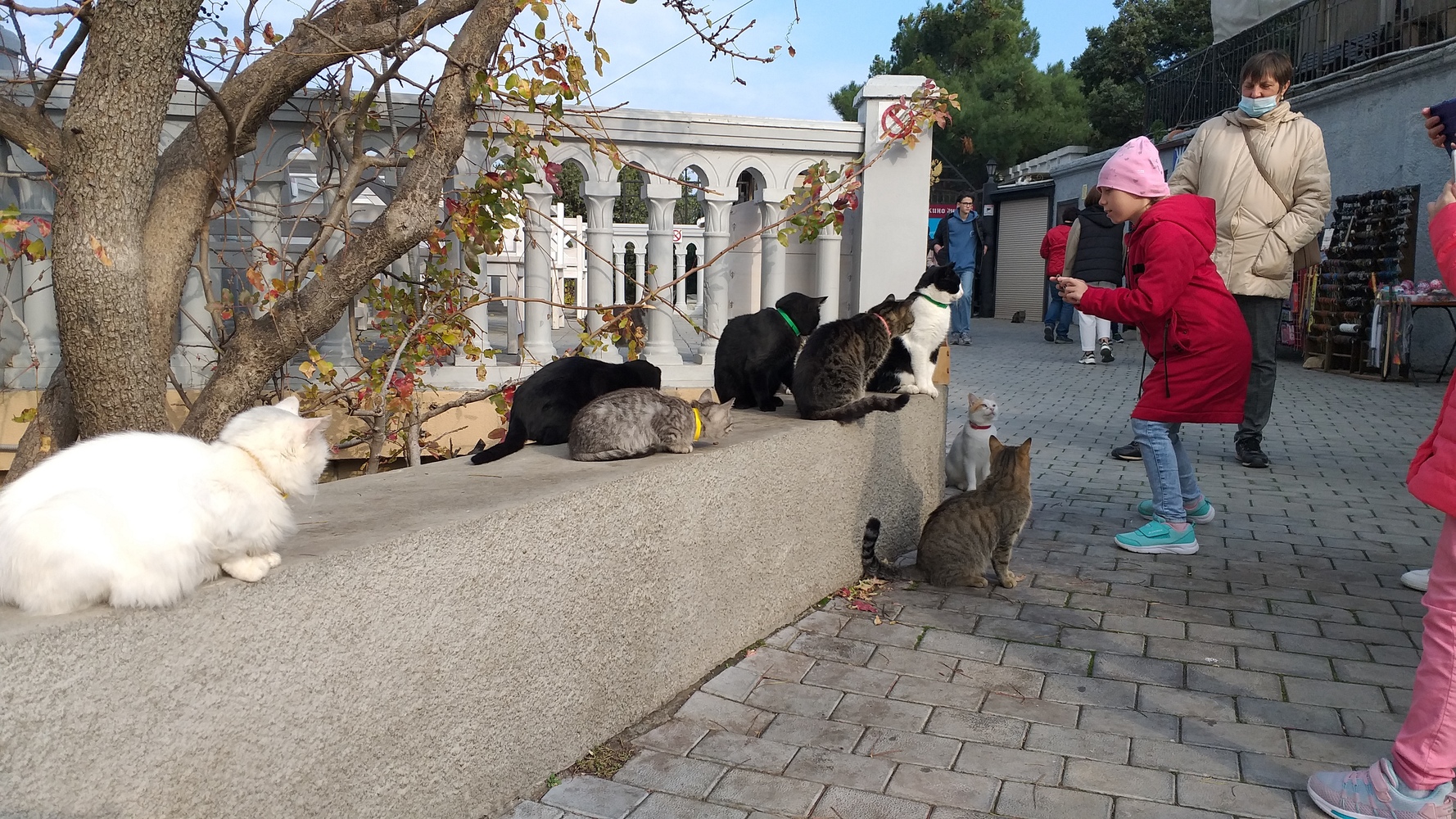 Коты-путешественники, которые стали символами крымских достопримечательностей: фоторепортаж 