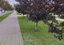 Зеленая зона появится в столице в честь празднования Победы в ВОВ