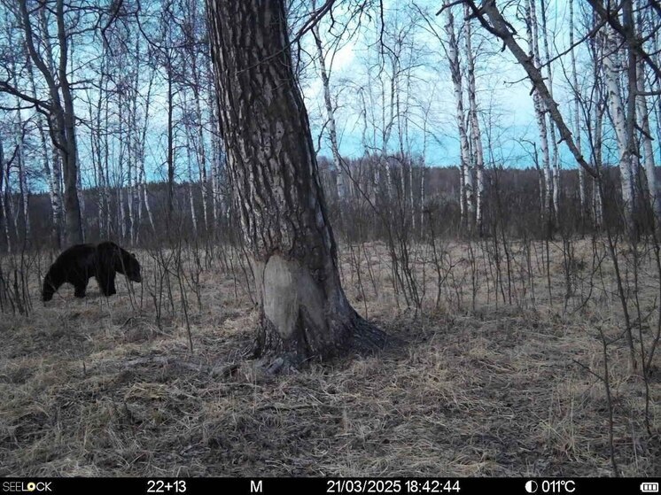 Фотоловушка засняла проснувшегося медведя в Окском заповеднике под Рязанью