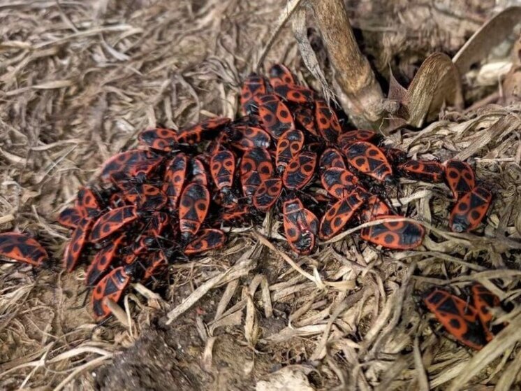 В Подмосковных лесах проснулись жуки-каннибалы