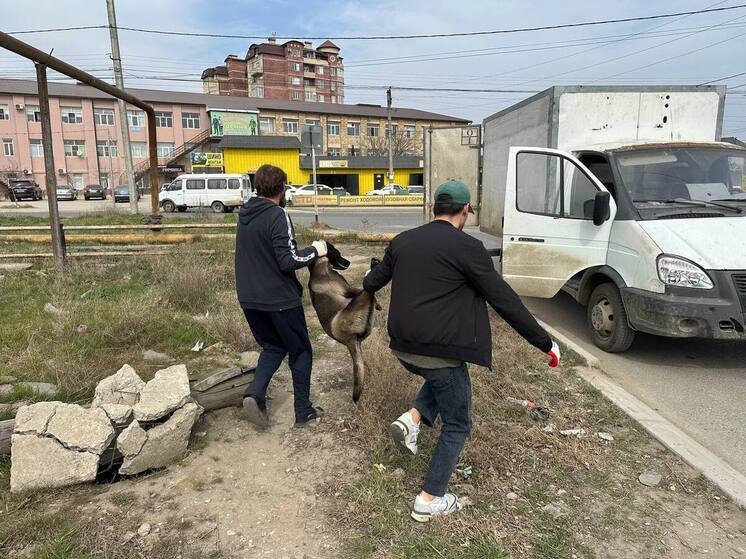 В Избербаше начался отлов бродячих собак