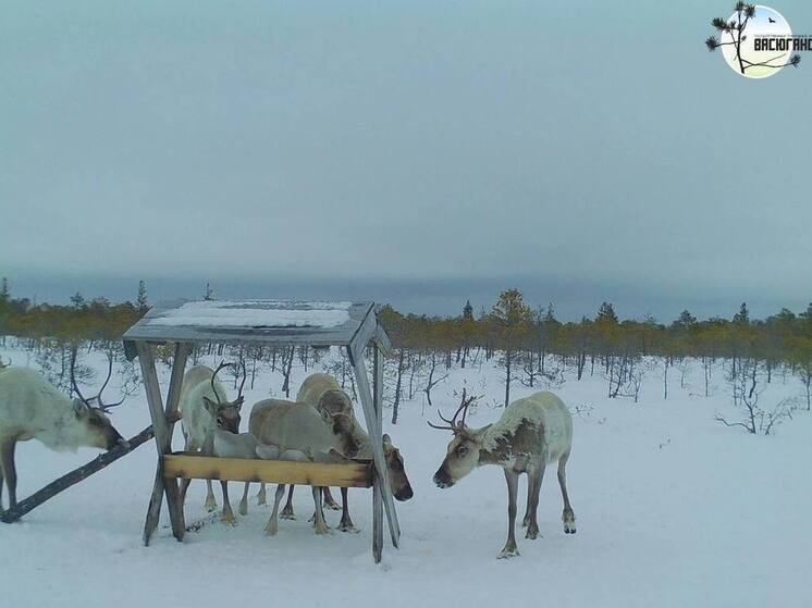 Северные олени попали на фотоловошку в Новосибирской области