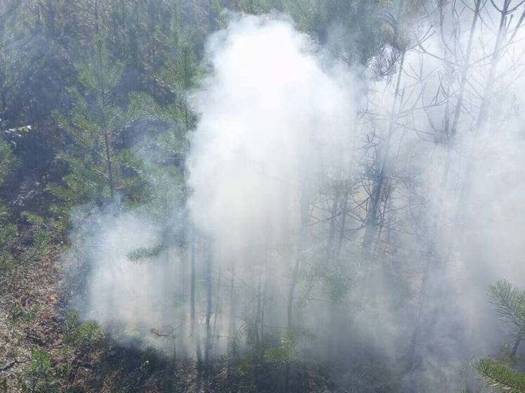 Лесной пожар вспыхнул рядом с подмосковными Люберцами