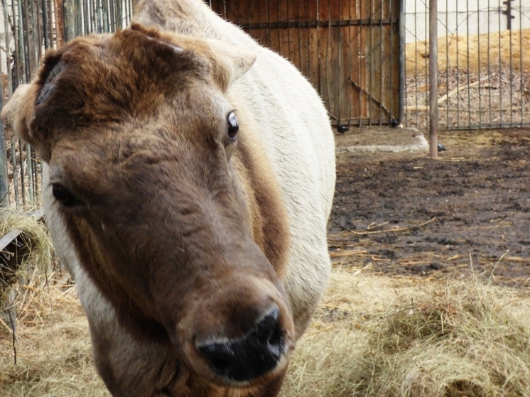 Марал Марс хакасского зоопарка оказался в растерянности из-за утраты короны