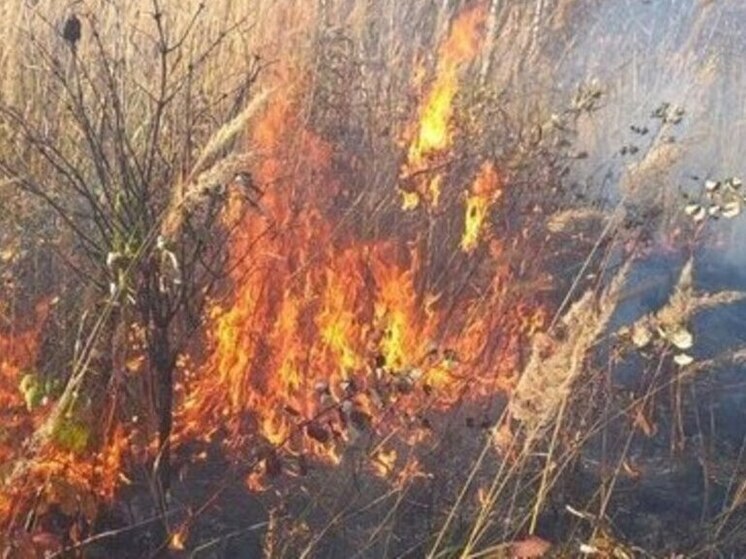 Страшный пожар бушует в поле рядом с Сергиевым Посадом