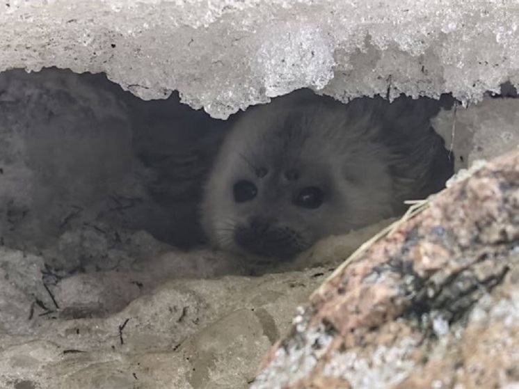В соседнем с Карелией регионе спасли детенышей нерпы и тюленя