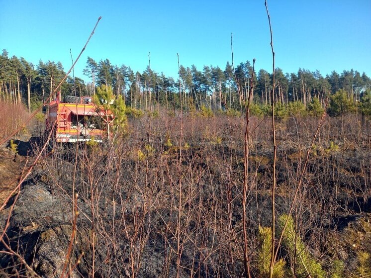 Лесной пожар в округе Балашиха тушили 3,5 часа