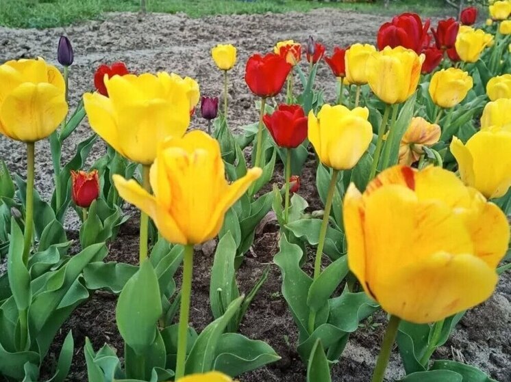 В Кисловодске зацвели тюльпаны, высаженные в рамках программы «Цветы у дома твоего»