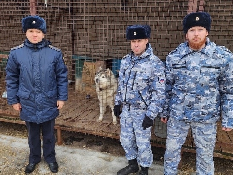 Костромские приставы поддержали три приюта для животных