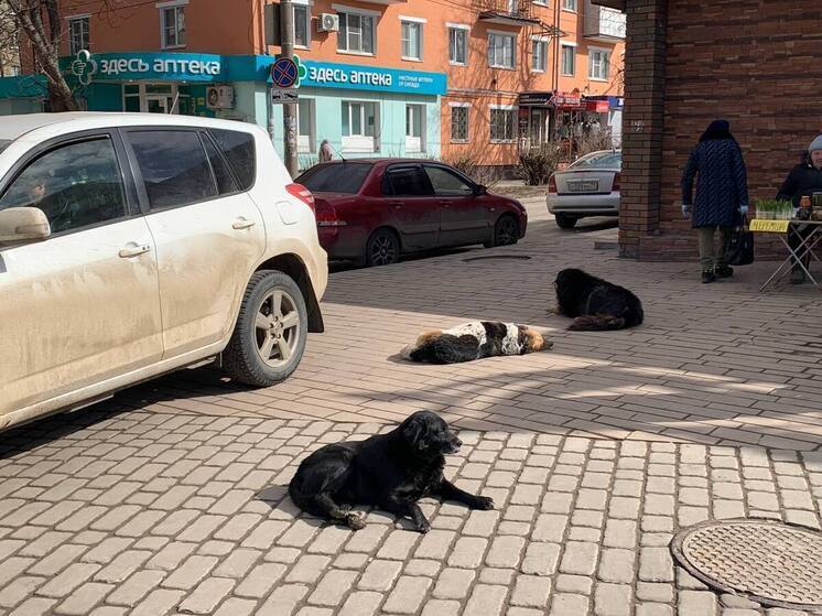 Бастрыкин поручил проверить, почему в Новомосковске не ловят бродячих собак