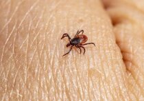 Бороться с клещами с помощью их естественных врагов, энтомопатогенных (вызывающих болезни у насекомых) грибов, планируют российские ученые
