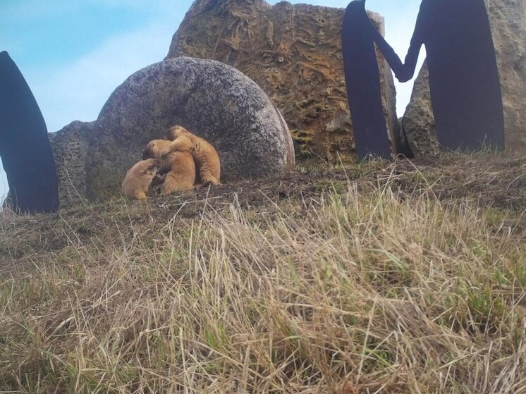Воронежские сурки разминаются после спячки