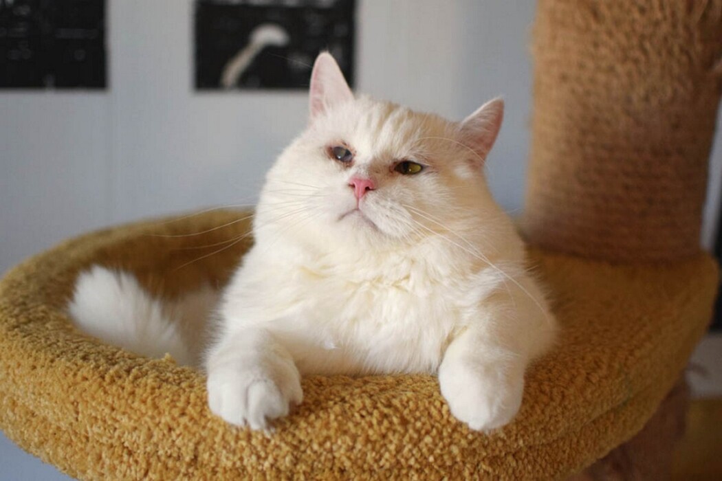 Празднуем День мартовских котов вместе с фондом «Умка»: фотографии хвостатых сирот, мечтающих о доме