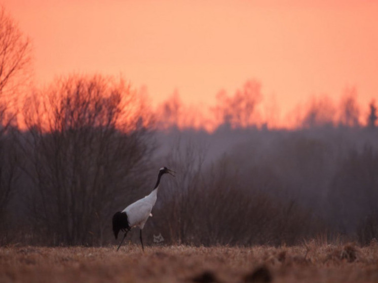 Японский журавль появился по соседству с Карелией