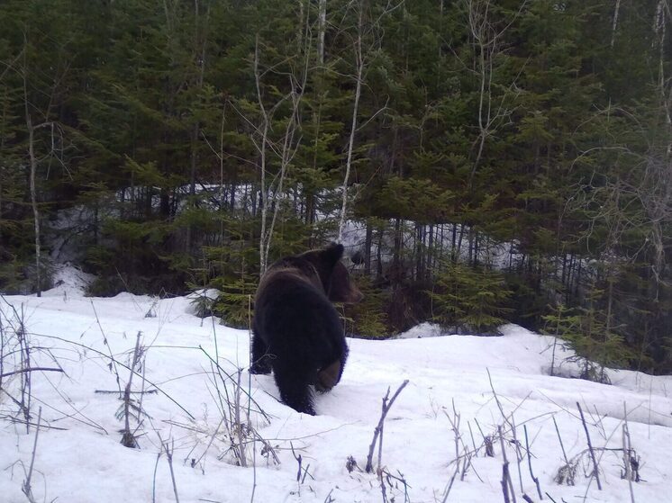 Выбрался из берлоги: в «Комсомольском» заповеднике проснулся первый медведь