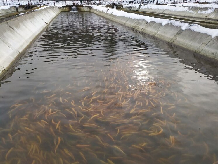 С начала года форелеводческое предприятие на Ставрополье произвело свыше 15 тонн рыбы