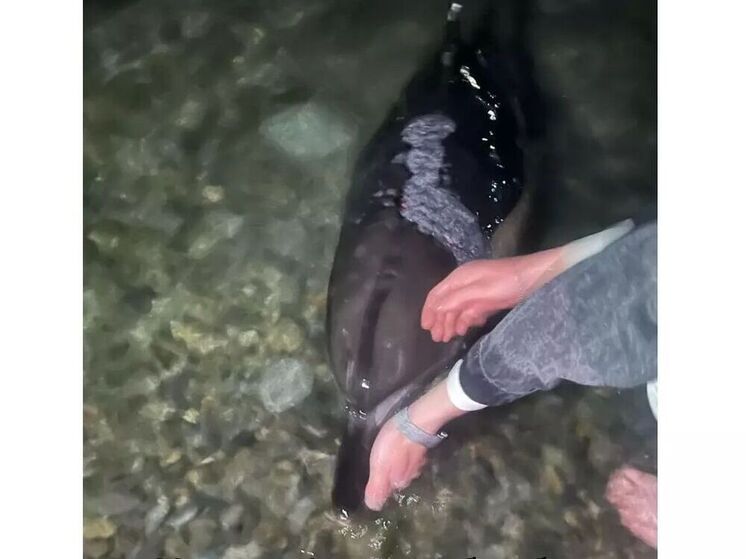 Дельфины с кожными заболеваниями гибнут у берегов Кубани от Анапы до Сочи