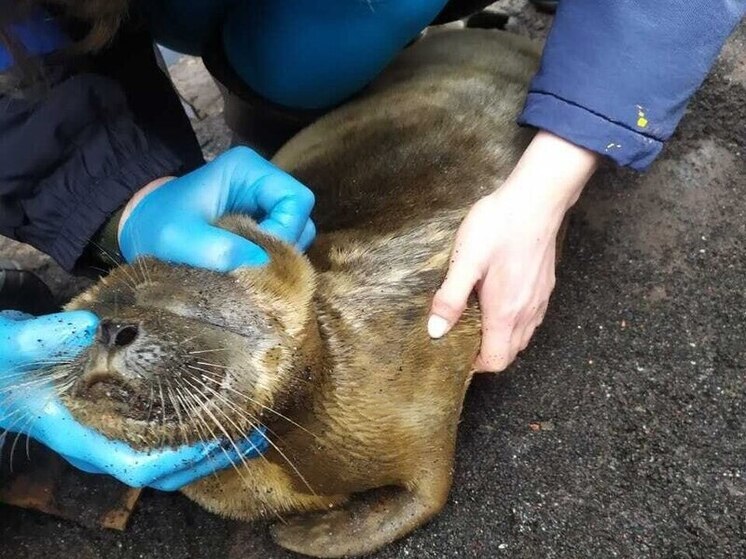 Застрявшего между перекрытиями дока нерпенка спасли, осмотрели и отпустили домой