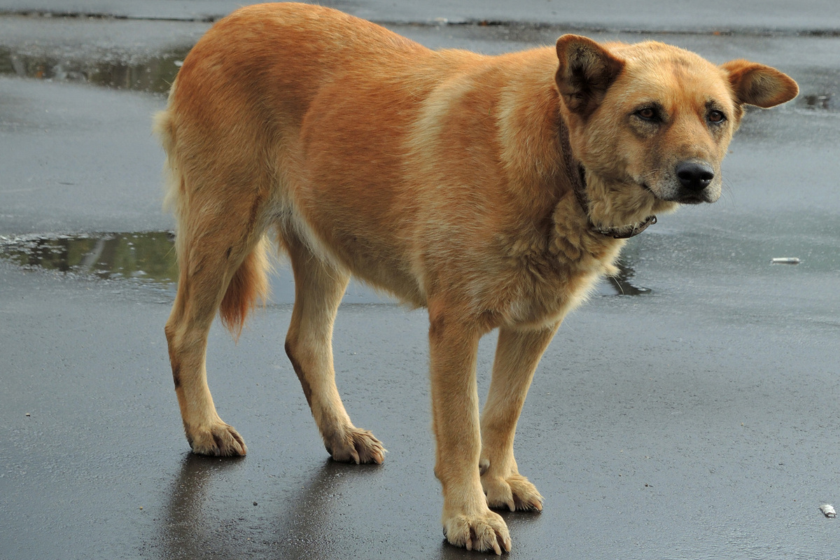 Фото: Геннадий Черкасов